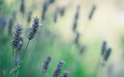 LAVENDER HORTICULTURAL THERAPY PROJECTS