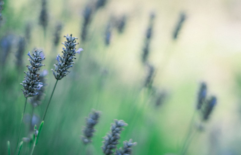 LAVENDER HORTICULTURAL THERAPY PROJECTS