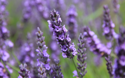 Cooking with Lavender